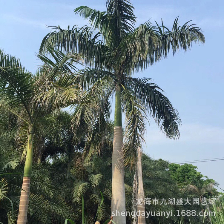 Fujian King Coconut Price Fuzhou King Coconut Quote Guangdong King Brown Zhejiang King Coconut Wholesale