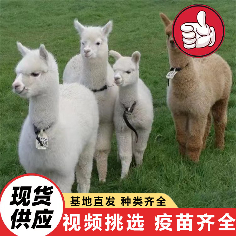 Милые домашние альпаки, интерактивное кормление, семейный парк альпак, цена на домашних альпак