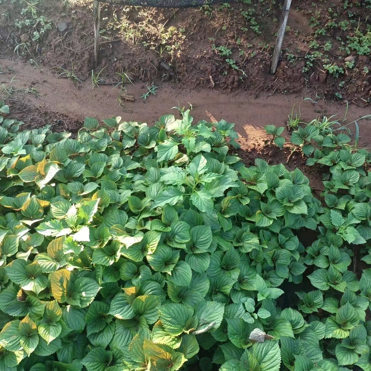 Edible Perilla Seedlings 20 Pieces Shipped with Soil and Roots Large-Leaf Fresh Perilla Seedlings Four-Season Potted Balcony Planting