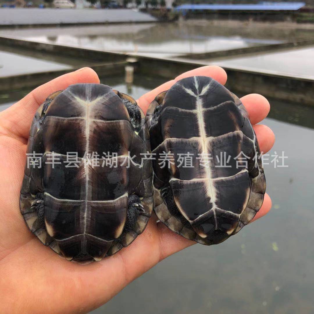 Waitang Chinese grass turtle cold water grass turtle ink turtle Golden Line grass turtle black belly grass turtle pet lucky turtle wholesale