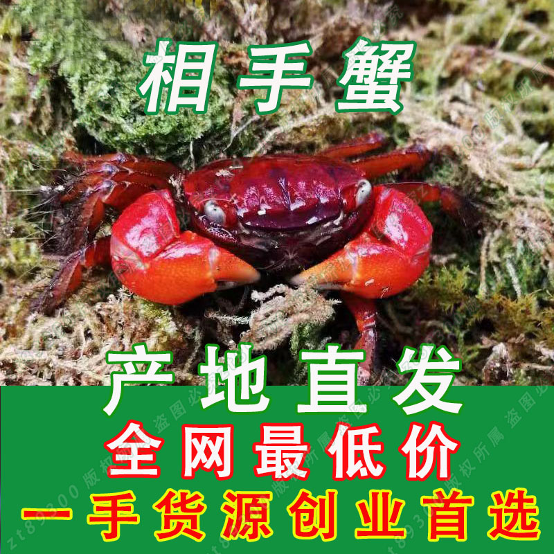 Декоративный краб, мелкий краб, специальный аквариум