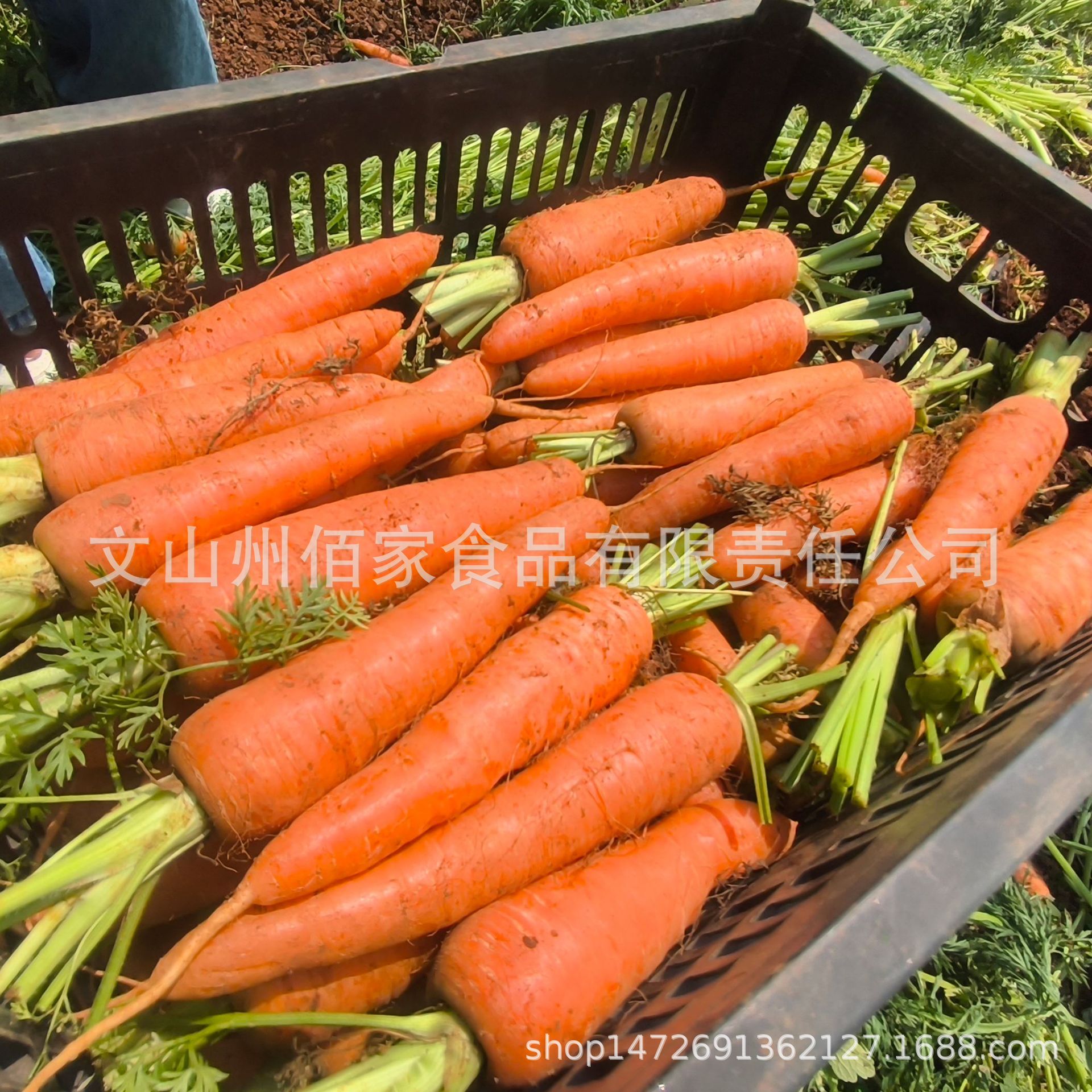 Yunnan Organic Carrot Baizhuan Plateau Planting Organic Carrot 1500g