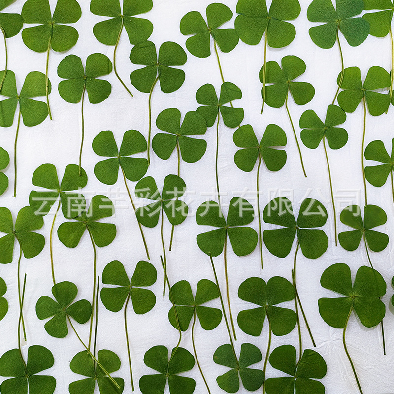Four-Leaf Clover Dried Flower Embossed Clover Bookmark Plant Specimen DIY Glue Sticker Toddler Teaching Embossed Material