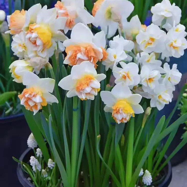 Hyacinth Bulbs Hydroponic Potted Flowers Green Plants Narcissus Soil Cultivation Annual Flowering Narcissus Double-Flowered Narcissus