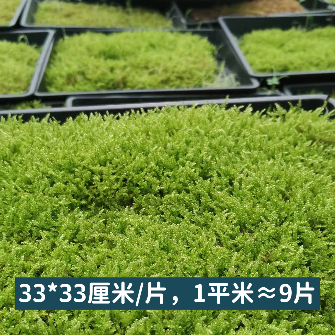 Large Gray Moss Small Gray Moss Big Feather Moss Wholesale Micro Landscape Water and Land Tank Rainforest Tank Plant Green Plant Live Moss