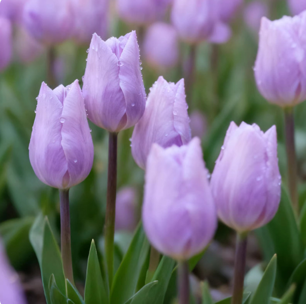 Луковицы тюльпанов, гидропонное цветочное растение, горшок для семян в помещении, цветы для четырех сезонов, семена для посева в почву, водная культура, легко выращивать
