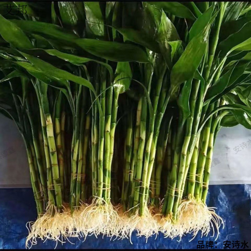 Flower Green Living Room with Roots Water-Cultured Potted Plants Office Water-Cultured Air-Purifying Green Plants Formaldehyde-Removing Bamboo