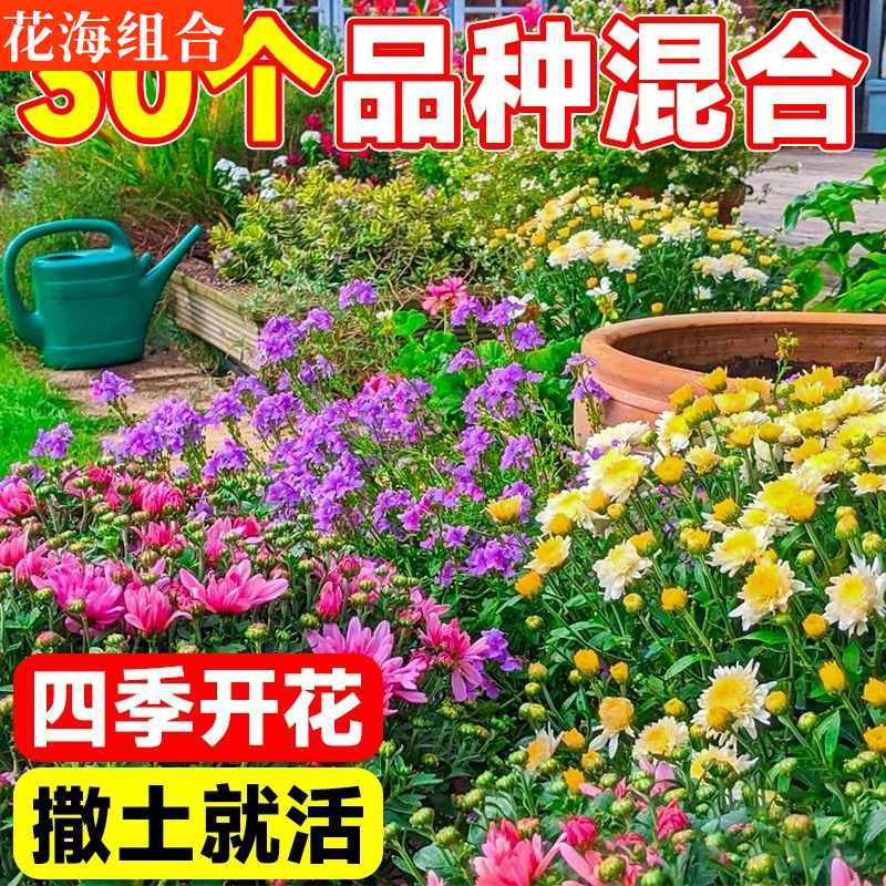 Семена диких цветов, цветущие круглый год, морозостойкие семена, космос, легкие в уходе семена для двора