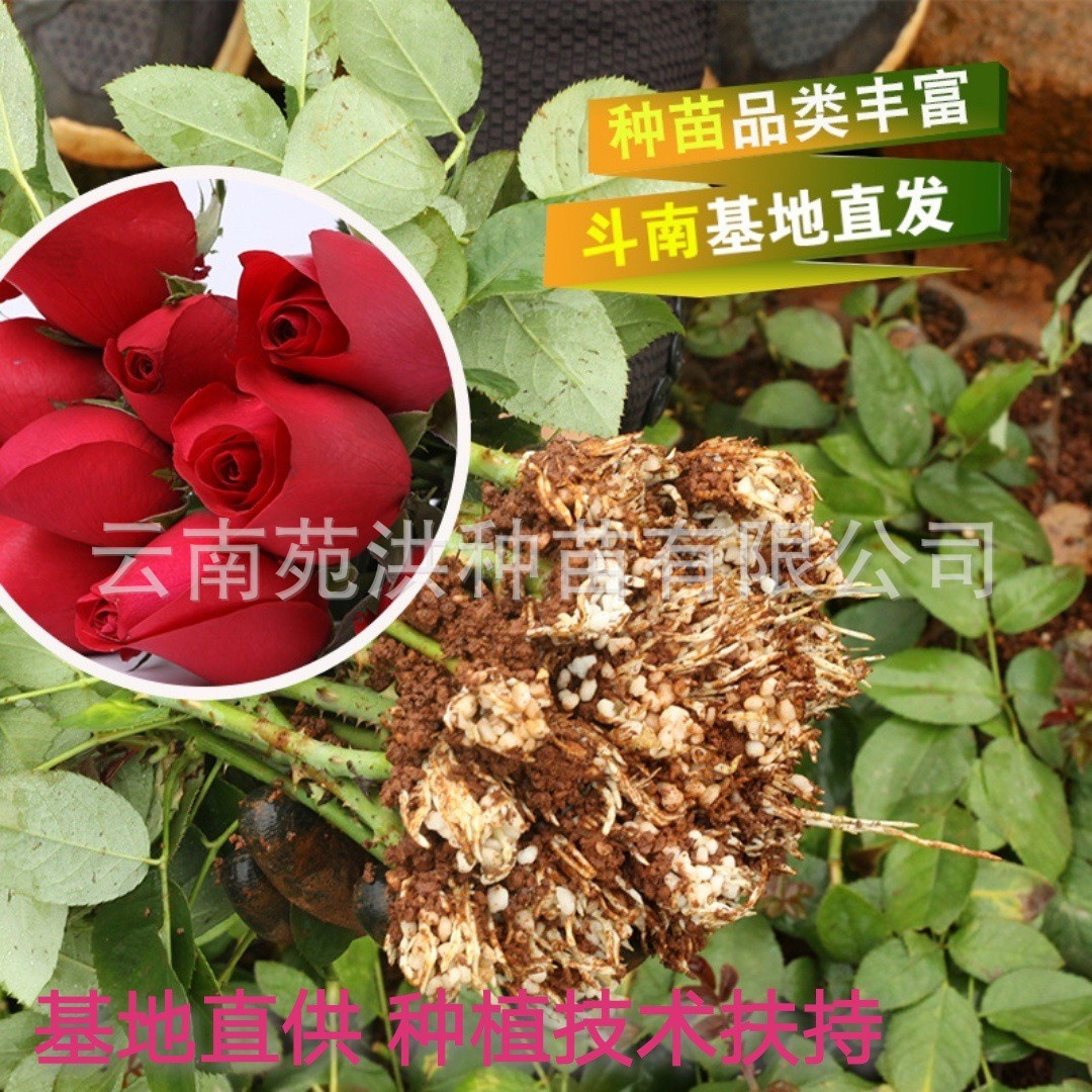 Саженцы цветов из юньнаньской базы, свежесрезанные саженцы красных роз на четыре сезона, комнатные цветы роз