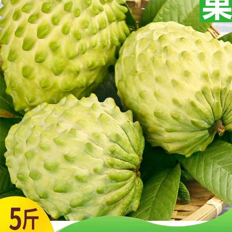 [Sf Free Shipping] Guangxi Fresh Sakyamuni Fruit Milk Sapodilla Fruit Seasonal Large Fruit Buddha Head Wholesale Origin