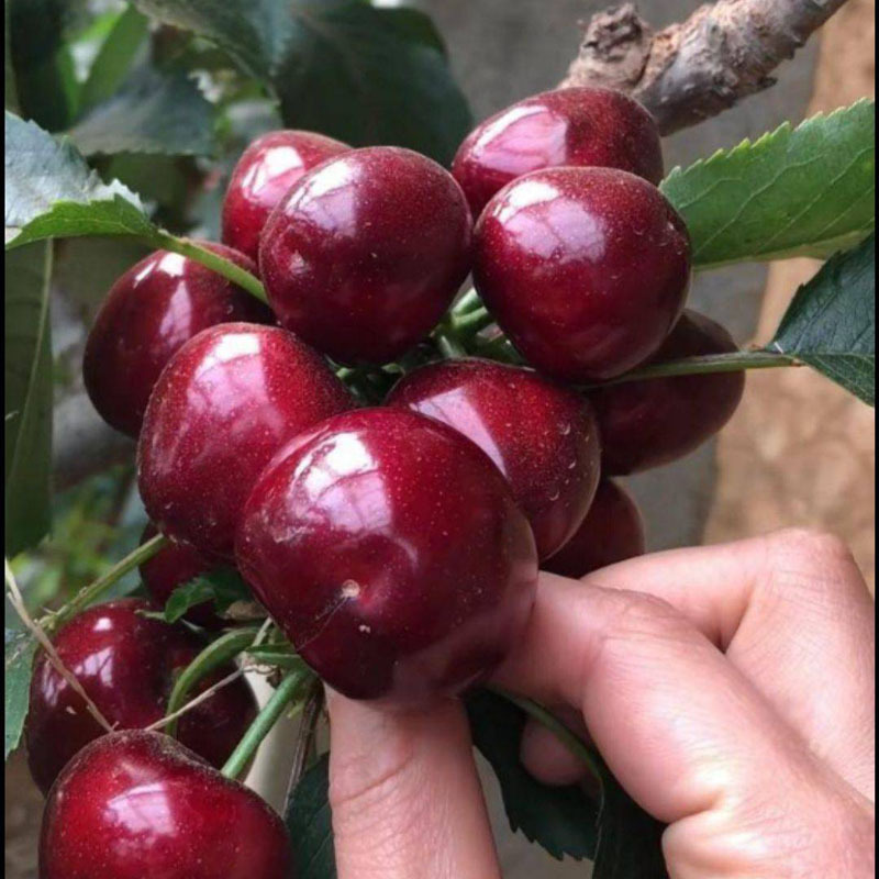 Authentic Cherry Saplings, Large Cherry Seedlings, Potted Dwarf Fruit Tree Seedlings for Planting in the North and South, Extra Large Cherry Fruit Seedlings
