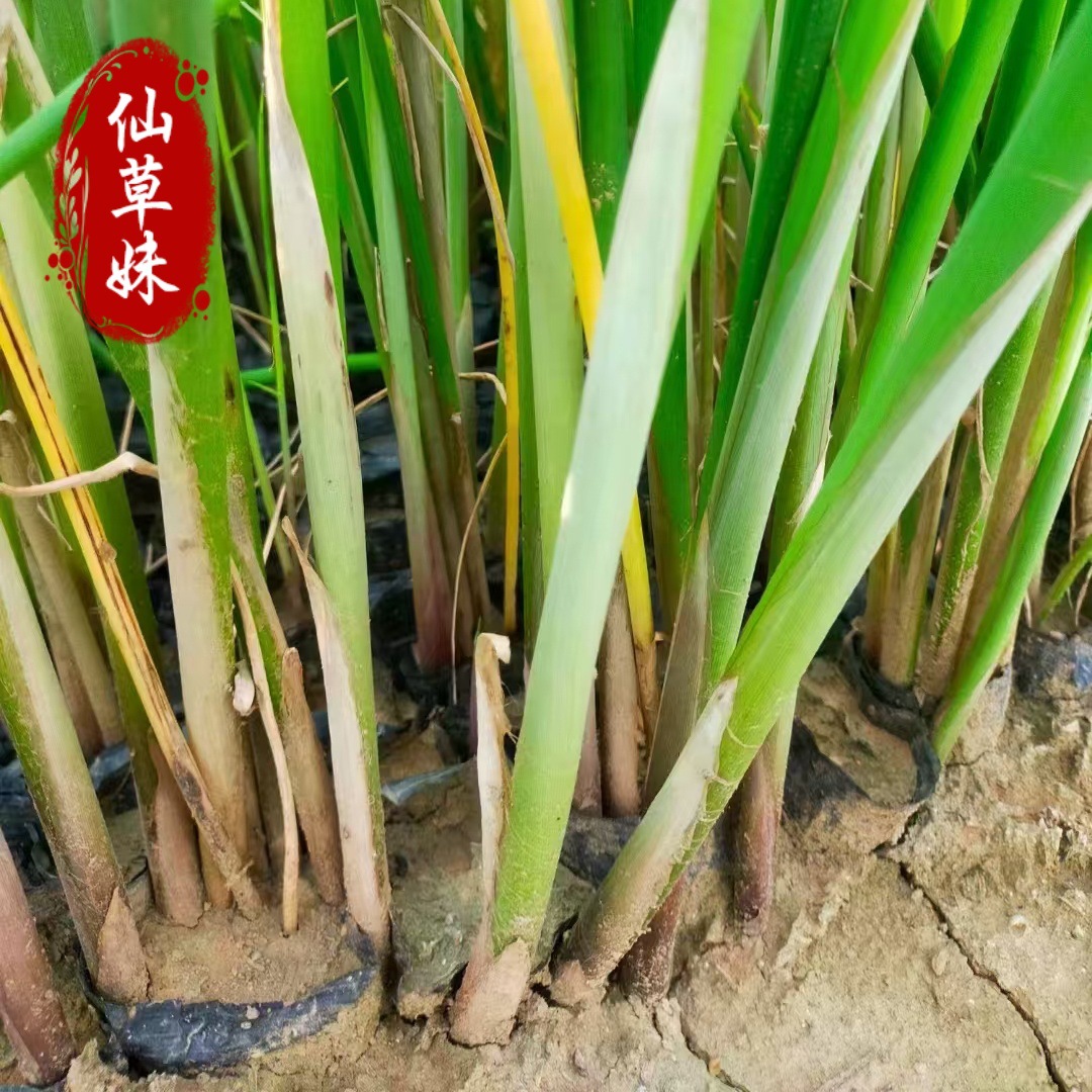 Seedlings of Wild Water Hyacinth, Wetland Hydroponic Grass, Plant Mat Grass, Dragon Beard Grass, Seedling Grass