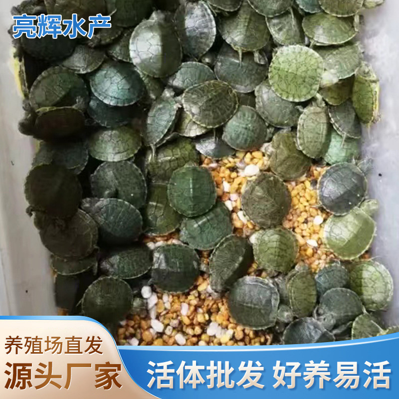 Бразильская черепаха, питомец, живая черепаха, оптовая продажа, большие и маленькие черепахи, домашние питомцы