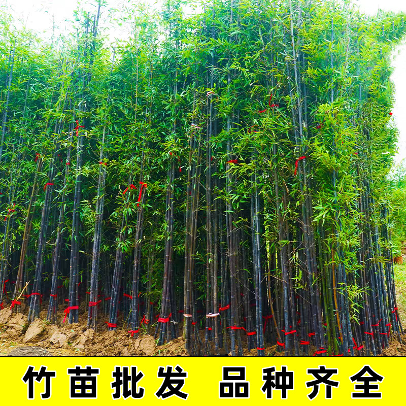 Bamboo Seedlings, Courtyard Evergreen Bamboo, Green Bamboo, Purple Bamboo, Luohan Bamboo Seedlings, Northern Outdoor Cold-Resistant Wall Saplings