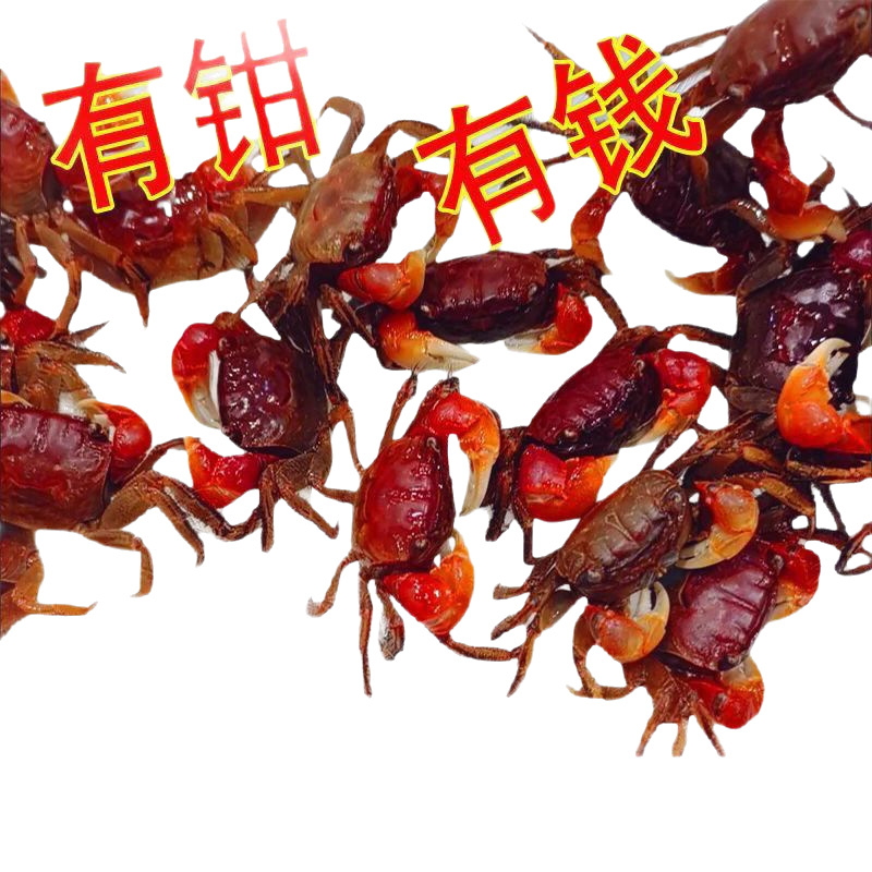 Watermelon Crab Couple Crab Hermit Crab Desktop Ornamental Crab Live Pet Crab Colorful Small Crab Wild Internet Celebrity Cute Pet