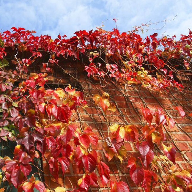 Оптовая продажа вьющегося растения диджин, морозостойкая и засухоустойчивая лиана для стен