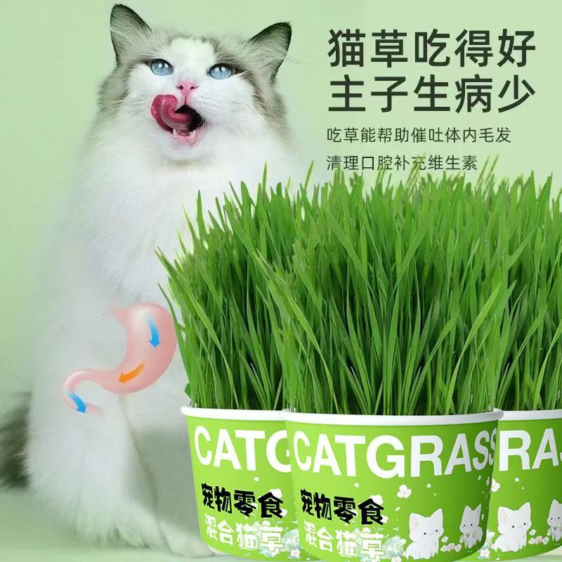 Lazy Instant Noodles Cat Grass Cat Grass Hydroponic Cup Fur Grass Cat Grass Wholesale Cat Grass Pot Lazy Person Planting Cat Grass Cup Potted Plant