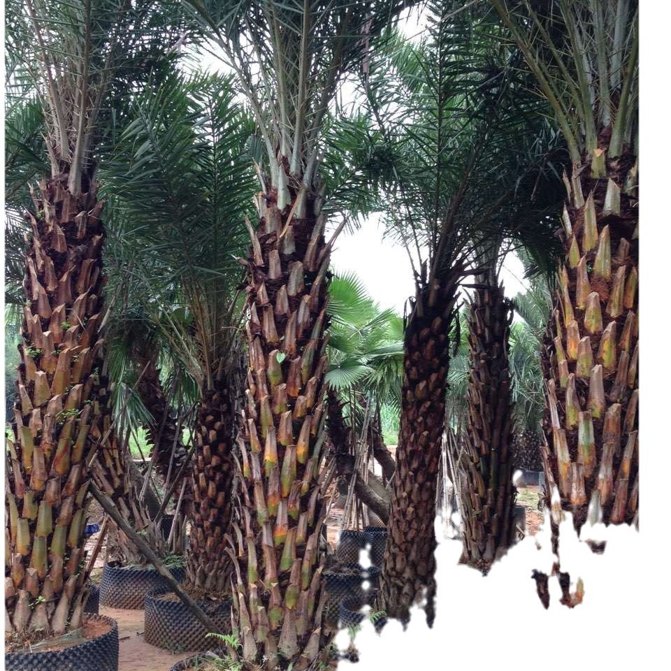 Jiangxi Middle East Sea Dates Fujian Middle East Sea Dates Wholesale Zhejiang Middle East Sea Dates Guizhou Silver Sea Dates Prices