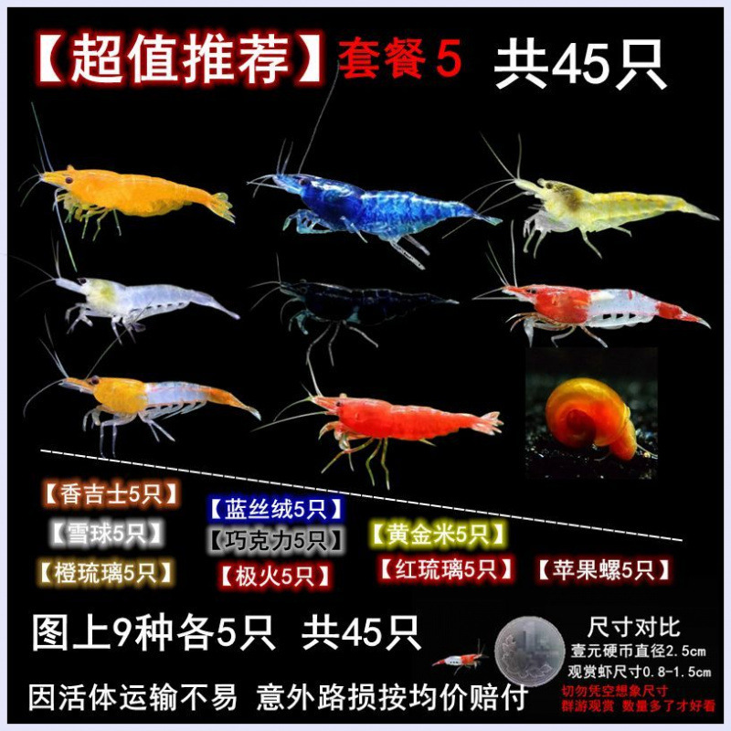 Large Ornamental Shrimp, Freshwater, Durable, Small Ornamental Fish Mixed with Shrimp, Algae Removal, Black Shell Shrimp, Novice Ornamental Shrimp Manufacturer