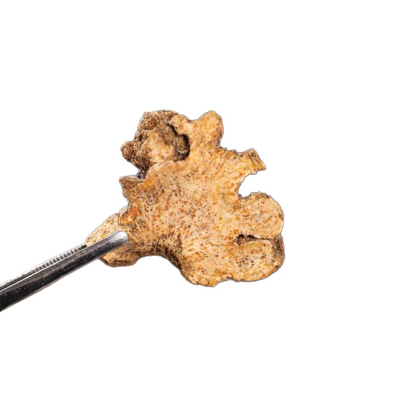 Wild Gentian and Atractylodes Are Authentic Ingredients Used in Making Tea and Decoction for Drinking