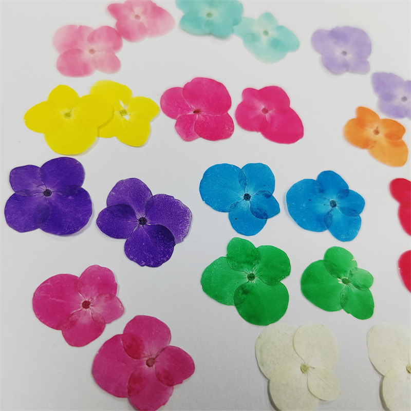 Hydrangea Purple Sunflower Round Flap Hydrangea Dried Flower Factory Embossed Picture Frame Student Plant Teaching Specimen DIY Handmade