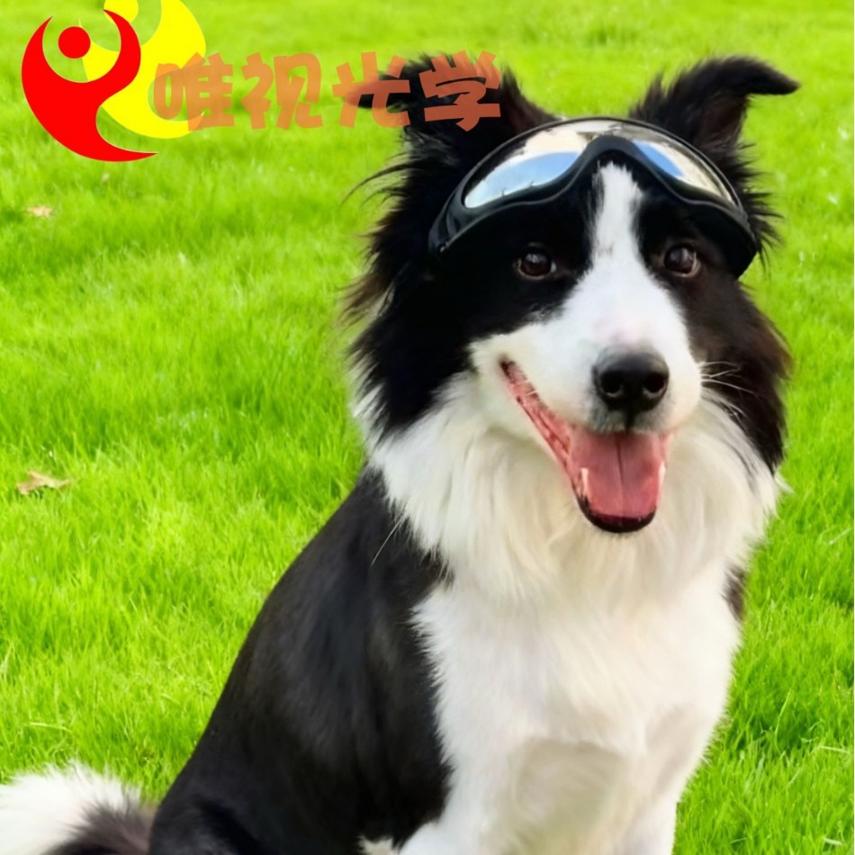 宠物狗狗墨镜边牧金毛柯基法斗缅因防风眼镜双绑带防脱落