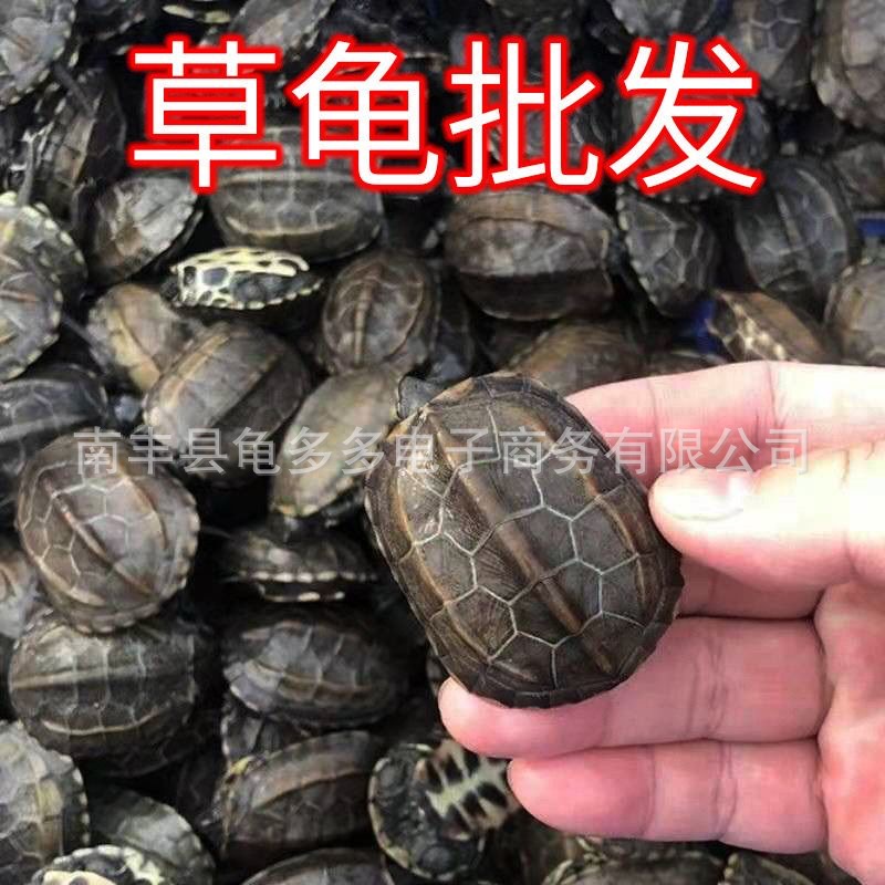 Оптовая продажа китайской черепахи 2-17 см, пресноводная живая черепаха, уход за домом, черепаха долголетия