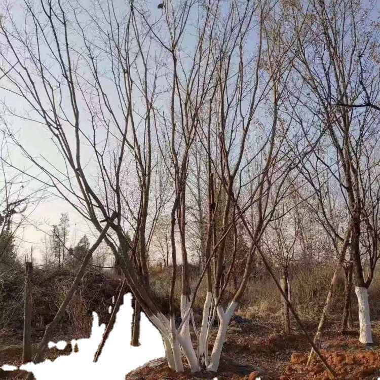White Birch Clump White Birch White Birch Tree Single Plant Clump White Birch Seedling Park Greening Park Greening