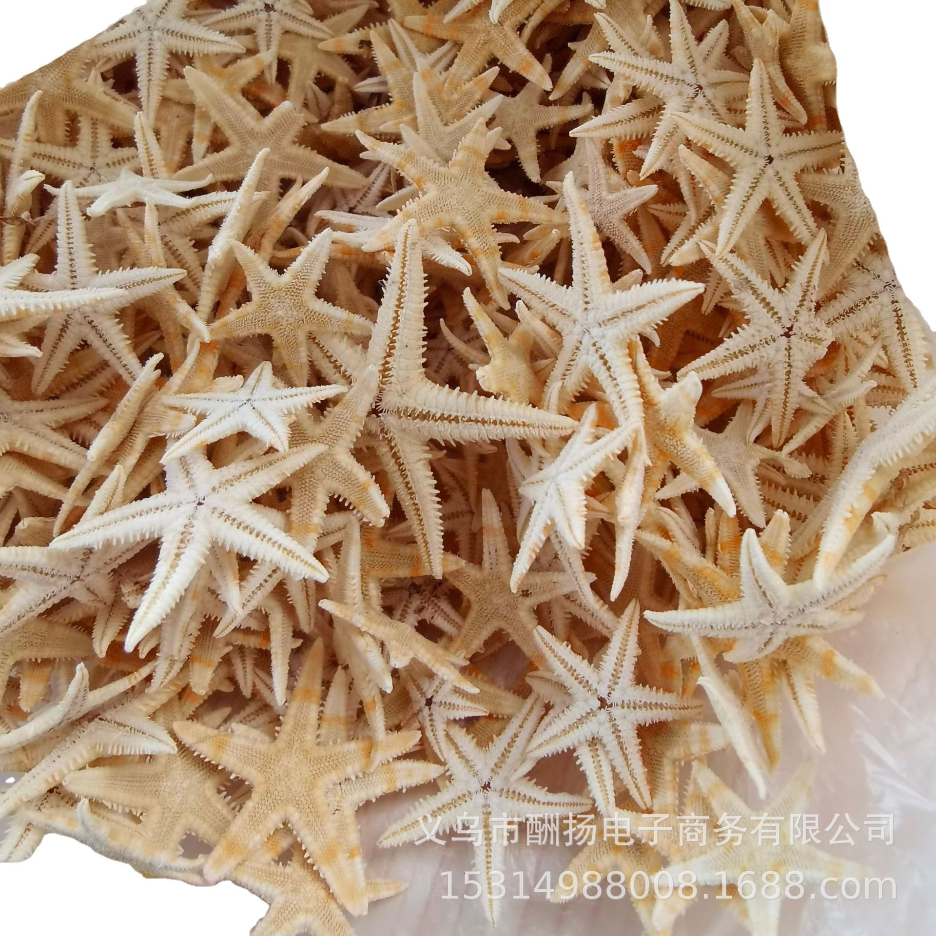 Various Natural Starfish Handmade Materials DIY Natural Conch Shells Jewelry Accessories Factory Direct Sales
