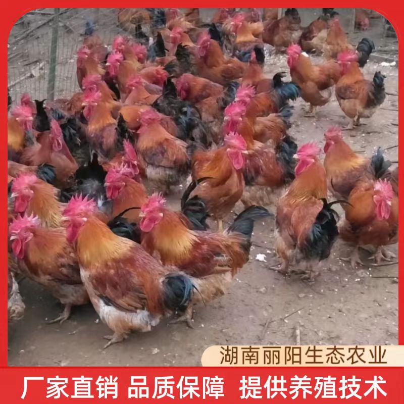 Factory Direct Sales of K9 Chicken Chicks Live Out of the Shell, One-Day-Old Red Cock Chicks, Fast-Growing Broiler Chickens, Free-Range Chickens in the Forest