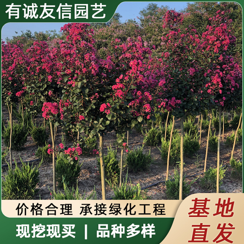 Оптовая база саженцев красного цветущего крыжовника, морозостойкие сорта