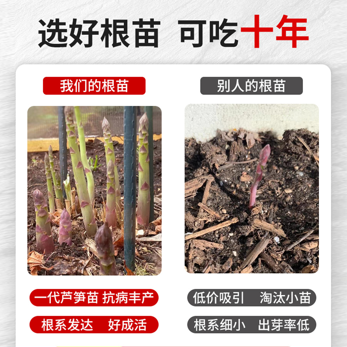 Freshly Dug Asparagus Root Seedlings, New Asparagus Seedlings for Planting in All Seasons, Vegetable Seedlings for Consumption, Garden Seedlings, Potted Asparagus Seeds