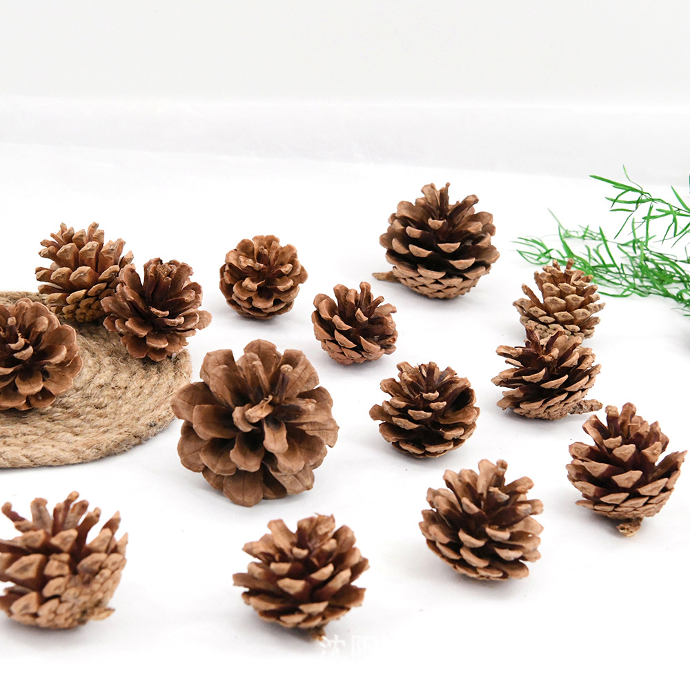 Hanging Line Pine Cone Pinus tabulaeformis Tower Pine Cone Original Color Carton Shipping Photo Photography Ornaments Holiday Garland Decorations Free Shipping