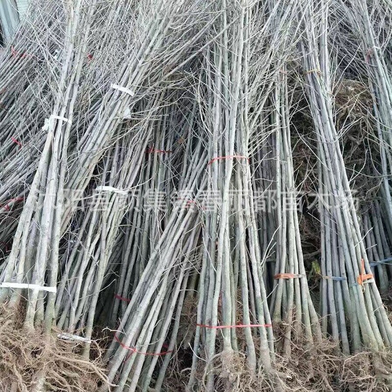 Courtyard Plants Lane Greening Seedlings Leaves Beautiful Garden Plants Trees Ginkgo Tree Seedlings Ginkgo Fruit Seedlings