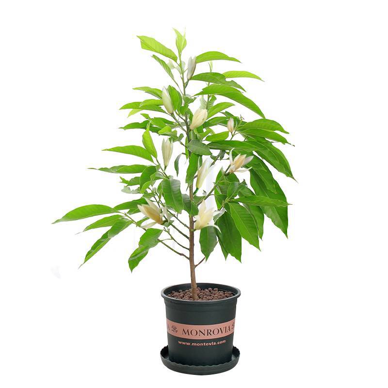 White Orchid Potted Flower Plant Indoor Magnolia Sapling with Buds Blooming Green Plant Strong-Scented Yellow Horn Orchid Easy to Grow