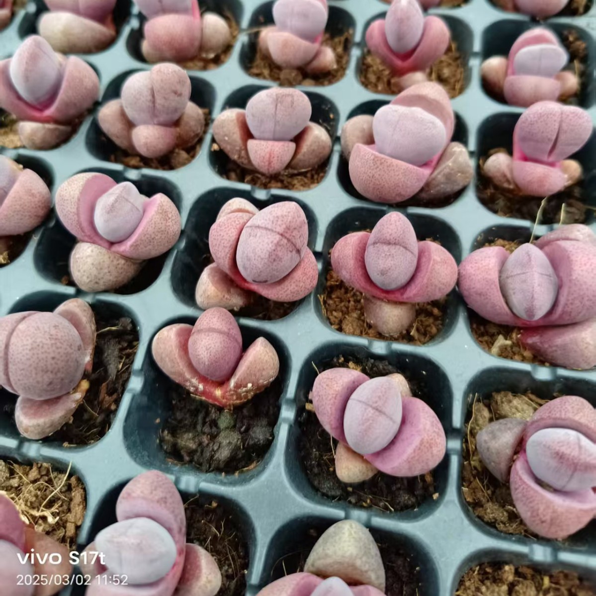 Purple Emperor Jade Purple Emperor Jade Lithops 2-3cm