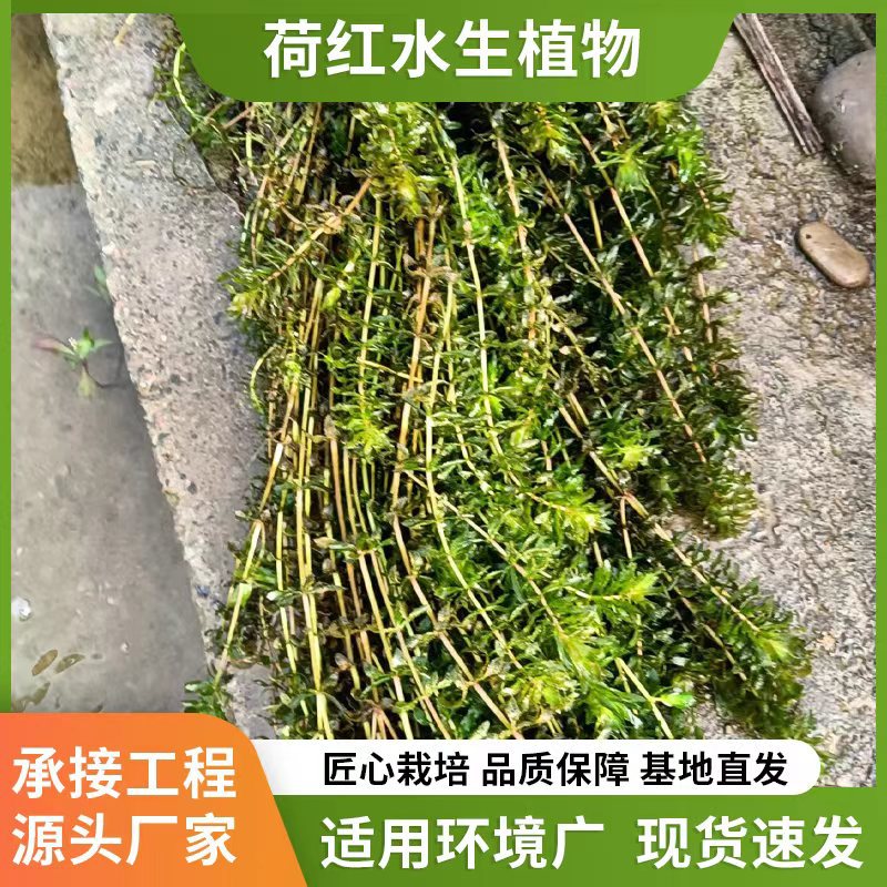 Wholesale Submersible Plant Combination, Micro-Toothed Waterweed, Bitter Grass and Black Algae Treatment of Eutrophic Water Bodies Including Planting Plan