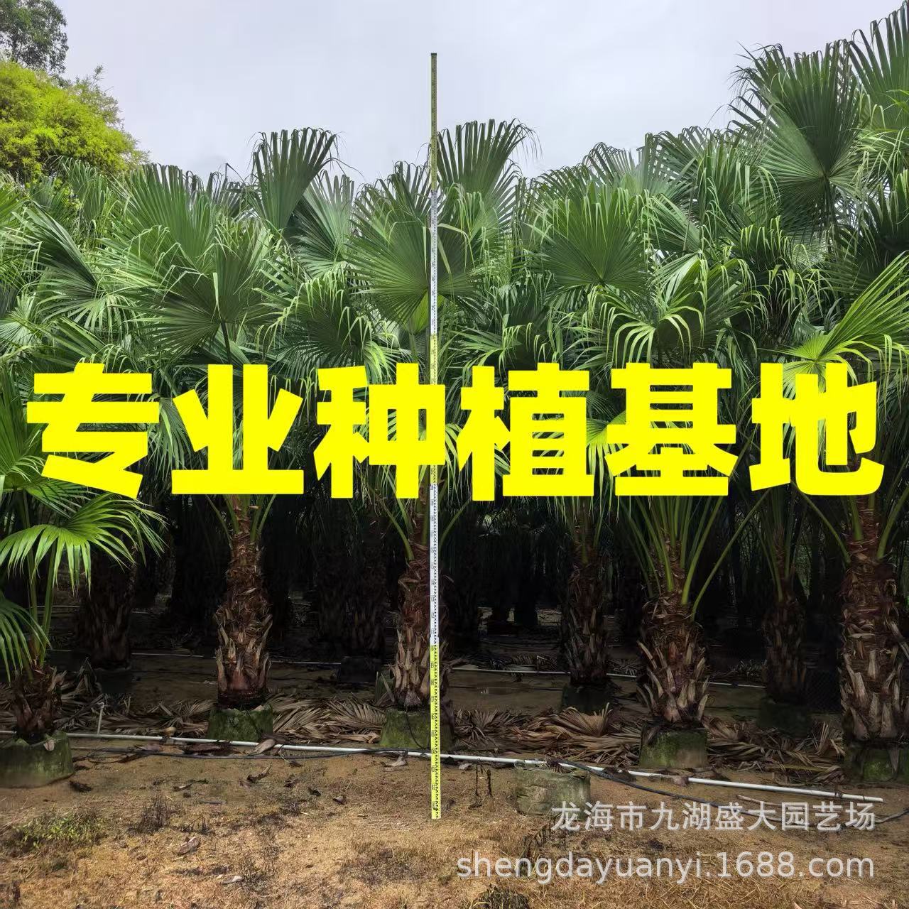 Фуцзянская база Пукуй, оптовая продажа, Цзянси, поставка Пукуй, Сычуань, котировка, цена на пальму Пукуй в Чжэцзяне