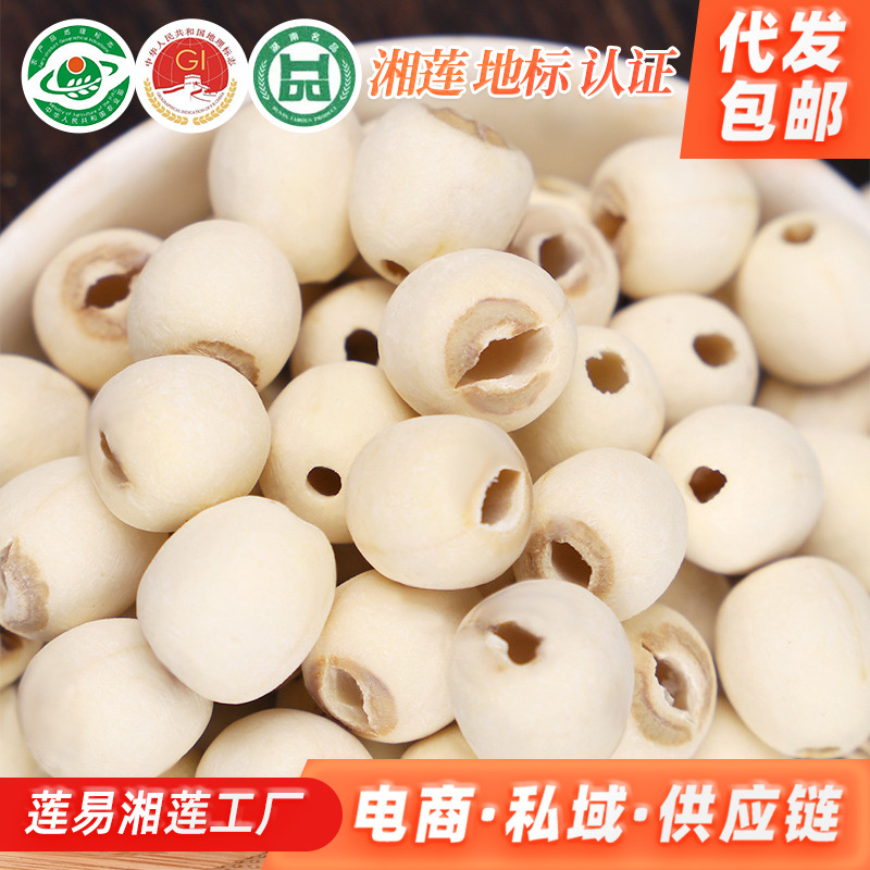 Lotus Seeds from Xiangtan, White Lotus Seeds 500g, Coreless Large White Lotus Seeds, Dried Goods, Red Lotus, New Crop, Xiangtan Lotus, White Lotus, Dropshipping, Free Shipping