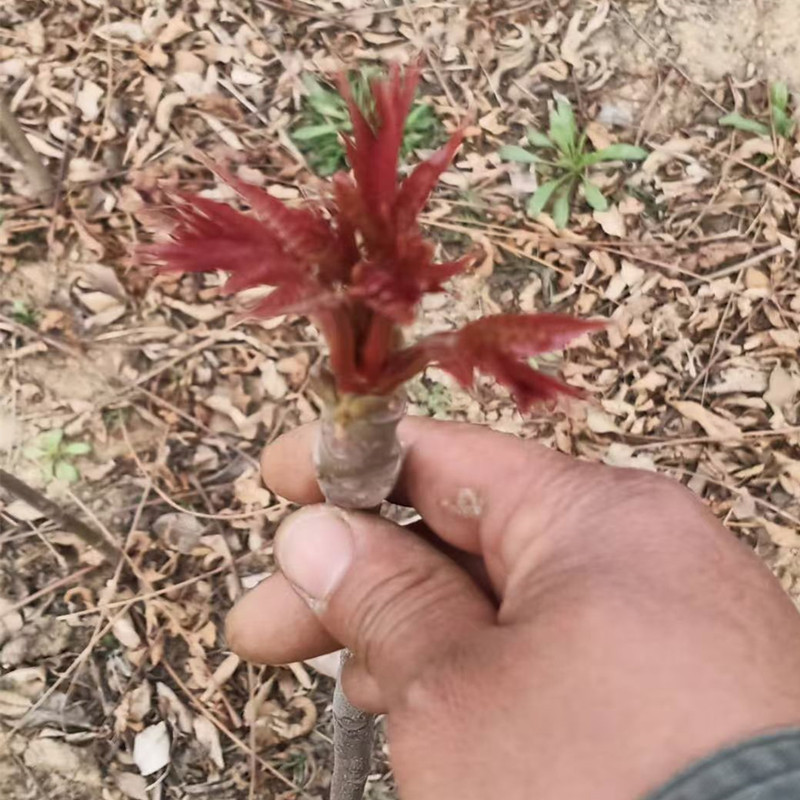Red Oil Toon Seedlings, Fruit Tree Seedlings, Toon Saplings, Potted Edible Toon Saplings, Toon Saplings Planted in the South and North