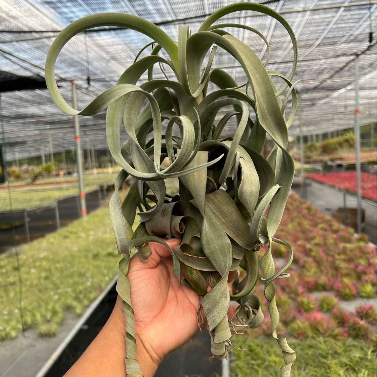 Воздух тилландсия, сорт Ханамак, безземельное растение, офисная очистка, зеленое растение, горшечные цветы, оптовая продажа