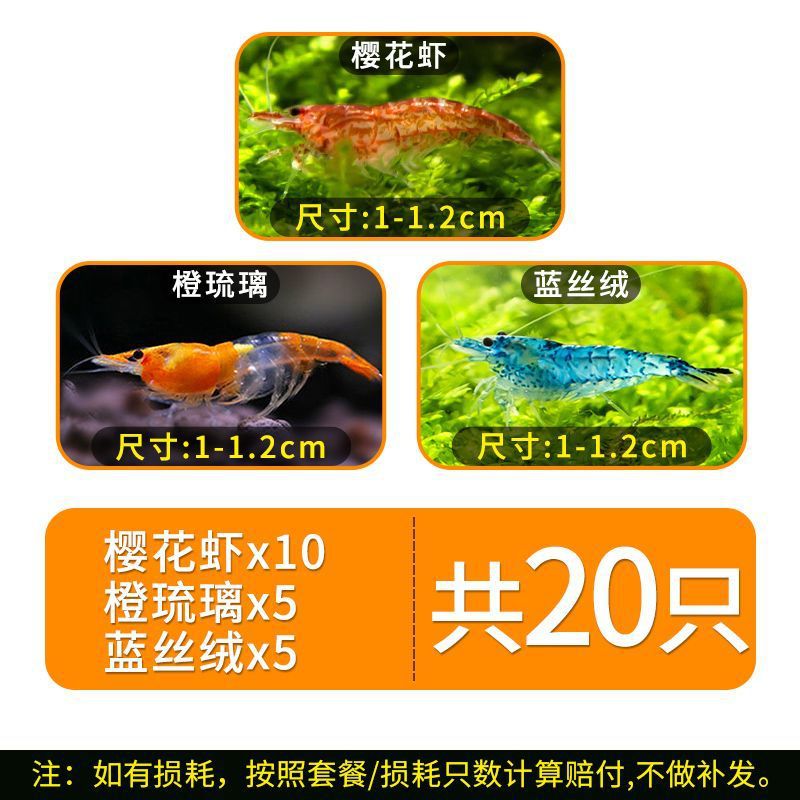 Colorful Ornamental Shrimp Package Freshwater Shrimp Combination Sakura Shangji Bath Cleaning Shrimp Blue Velvet Extremely Popular Shrimp Easy to Raise