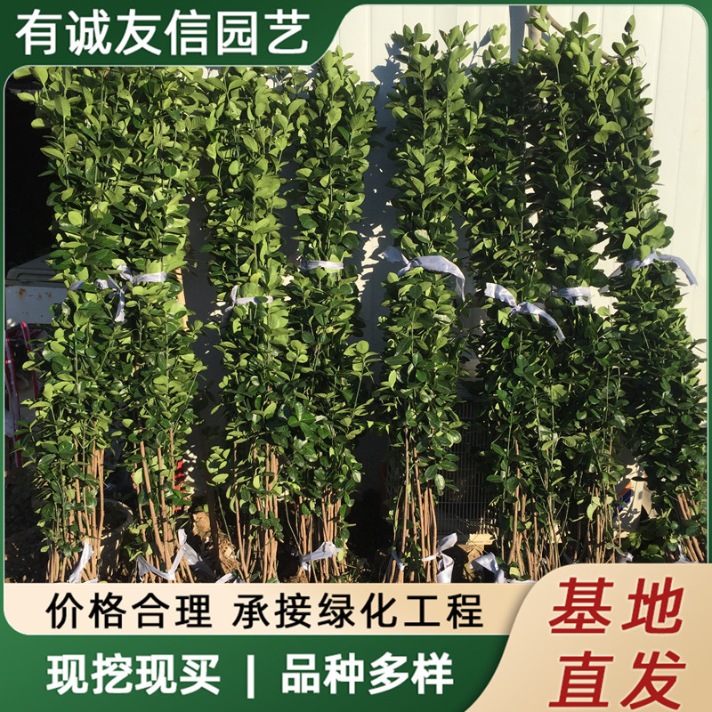 Саженцы самшита Хоккайдо, растения для стен и заборов, вечнозеленые и холодостойкие саженцы для садового проектирования, саженцы крупнолистного остролиста