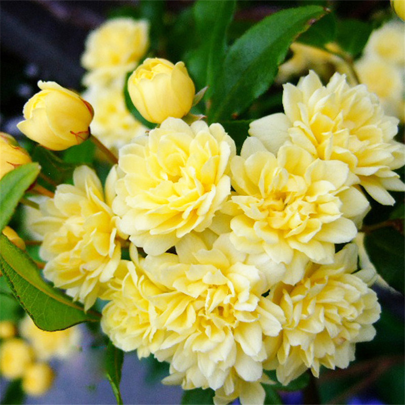 Redwood Fragrant White Wood Fragrant Flower Seedlings Potted Climbing Vines Strong Fragrance All Year Round Rose Climbing Florals Courtyard Yellow Wood Fragrant Florals