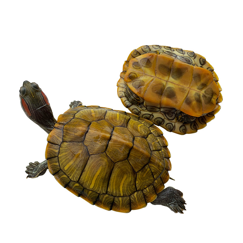 3- 26cm Brazilian Turtle Pet Ornamental Turtle Large and Small Turtles Brazilian Batch Young Turtles Special Price Grass Turtle Hatchlings