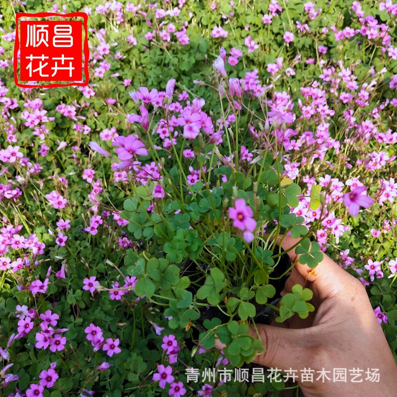 Клевер красный цветок щавель древесный трава круглый год зеленый красный лист щавель Цинчжоу база оптовая инженерные саженцы