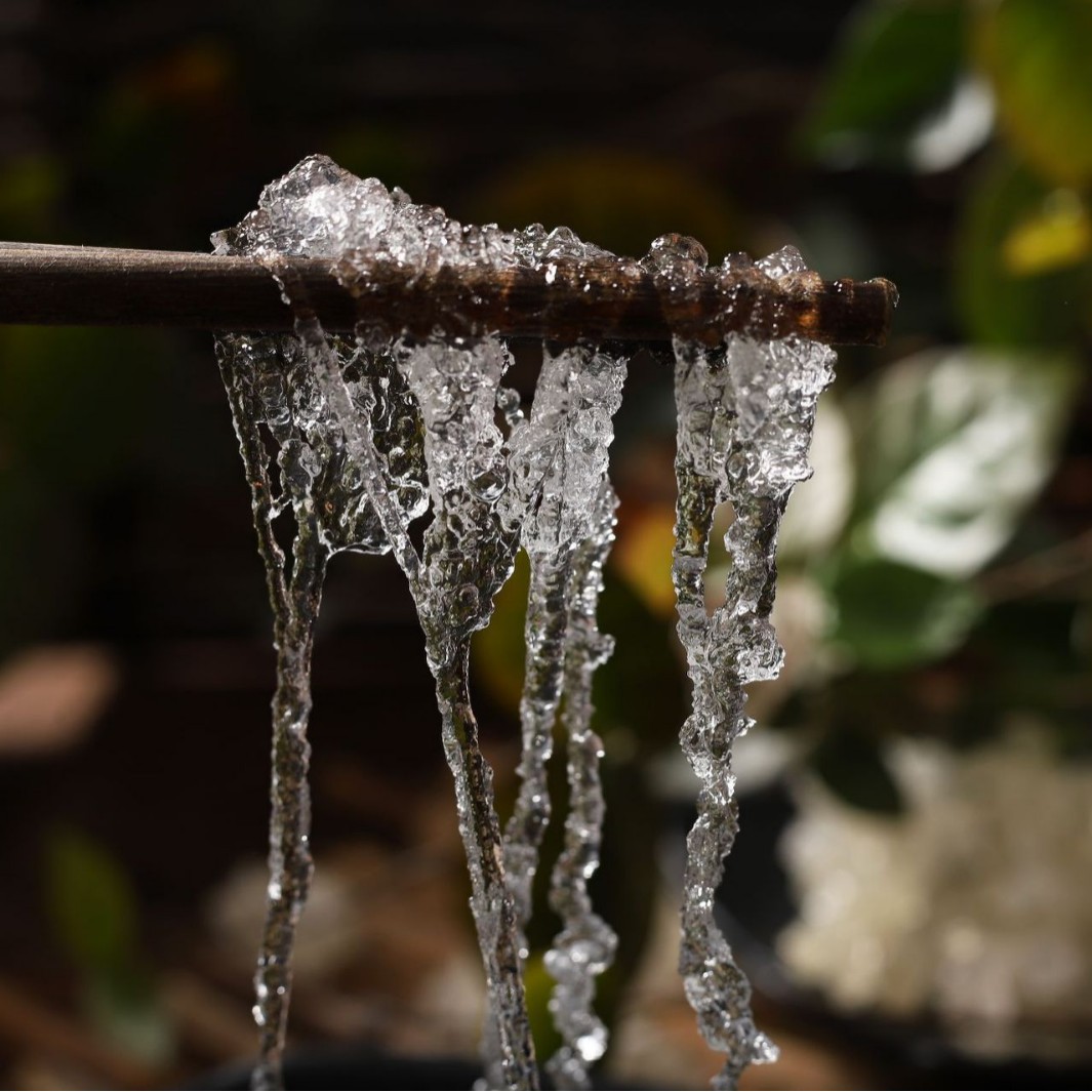 Direct Supply from the Source: Plant-Based Bird's Nest, Brushed Snow Bird's Nest, Commercial Raw Materials Can Be Paired with Peach Gum, Snow Bird's Nest, and Saponin Rice