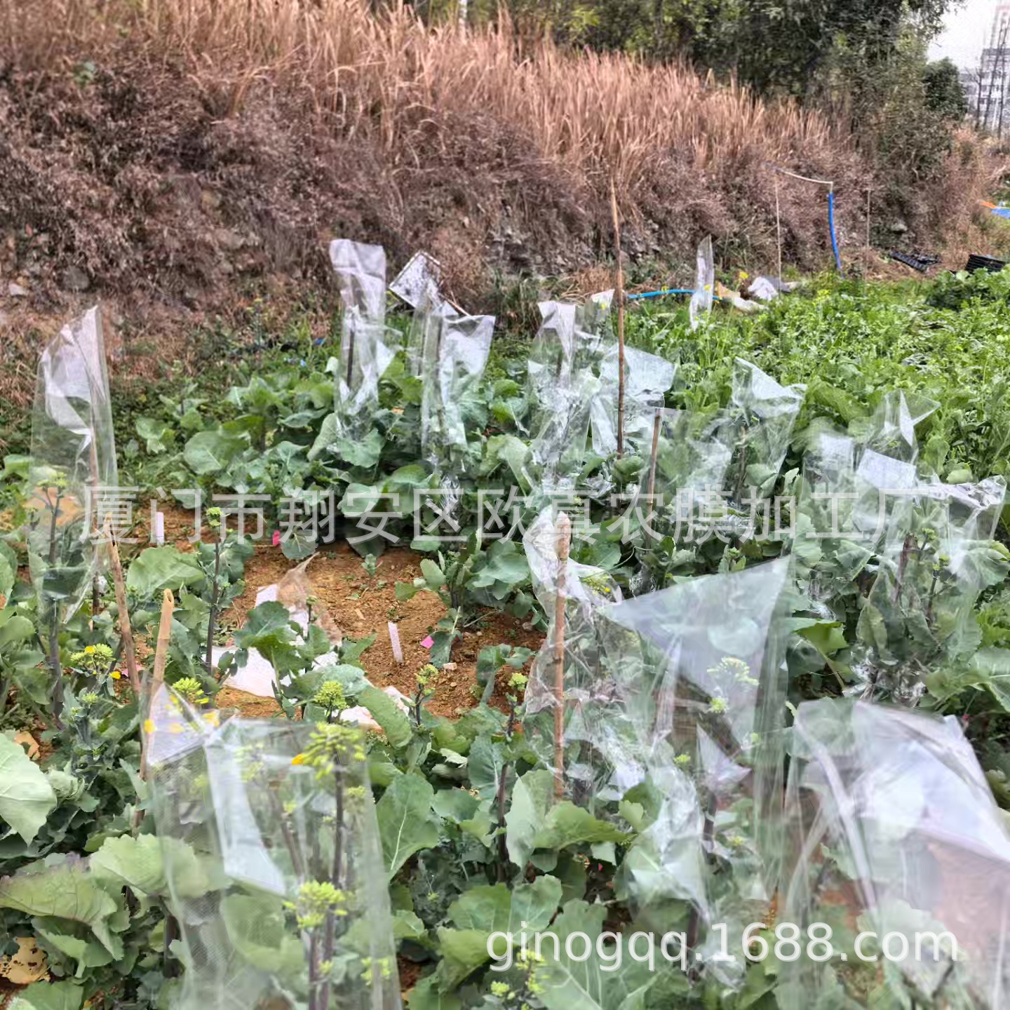 Wholesale Rapeseed Pollination Bags, Pollen Self-Pollination Bags, Transparent Microporous Breathable and Powder-Proof