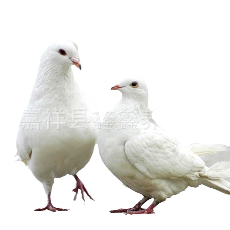 Price of White-Feathered King Pigeon for Half a Year, How Much Does an American Floor King Pigeon Cost, and How Much Does a Square Pigeon Cost for Feeding in Scenic Spots?