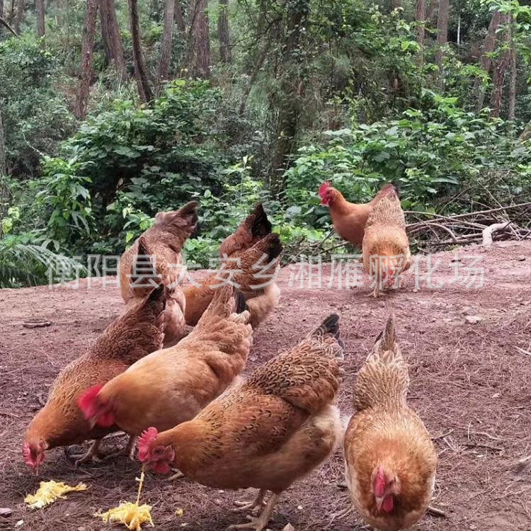 Guangxi Lingshan Native Chicken Seedlings Mixed with Hemp Feather Native Chicken Thin-Legged Yellow-Footed Cinnamon Chicken Green-Shelled Egg Chicken Free-Range Local Chicken